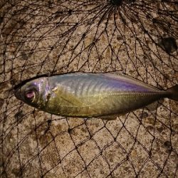 久しぶりのアジング