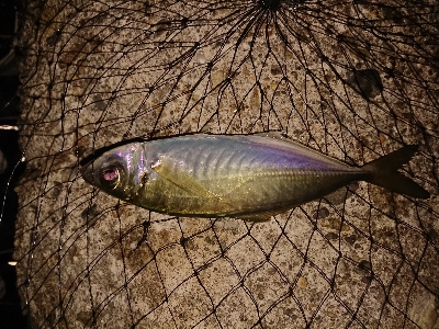 久しぶりのアジング