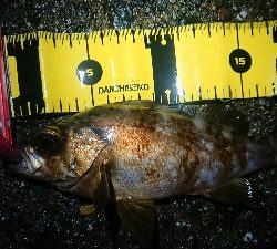 短時間メバリング