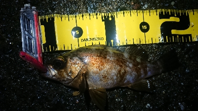 短時間メバリング