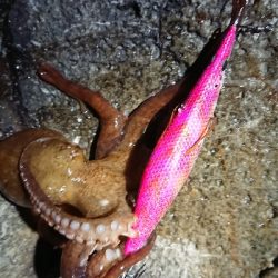 朝マズメ狙いエギング