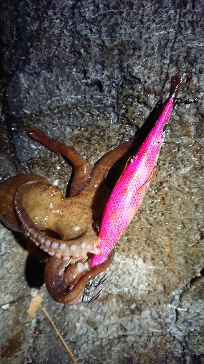 朝マズメ狙いエギング