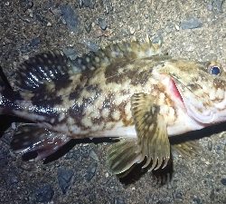 ちょこっとメバリング