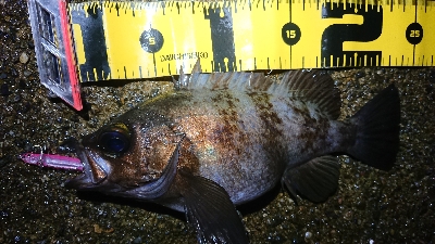 雨上がりメバリング