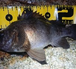 仕事終わりメバリング