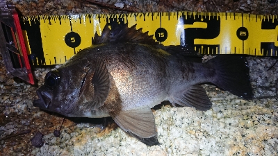 仕事終わりメバリング