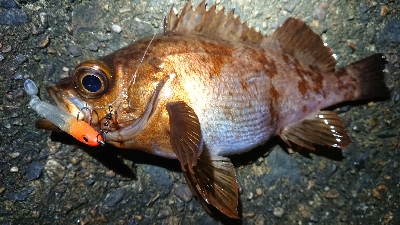 年末天気が荒れる前に