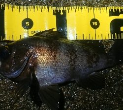 ナイトメバリング