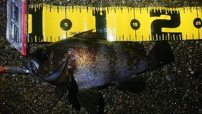 ナイトメバリング