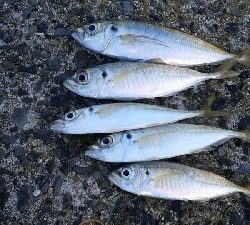 釣り予報アプリに期待して