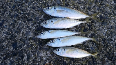 釣り予報アプリに期待して