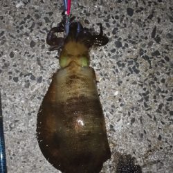 苦手なナイトエキングで