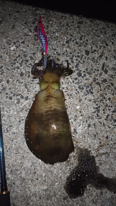 苦手なナイトエキングで