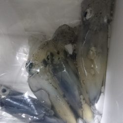 1年ぶりのヒイカ