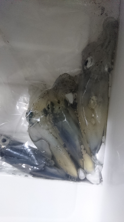 1年ぶりのヒイカ