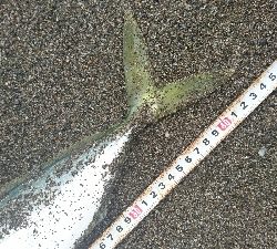 ヤシーパーク西サーフ、ライトショアジギング