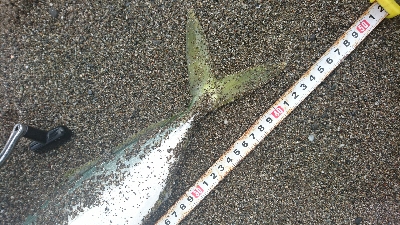 ヤシーパーク西サーフ、ライトショアジギング