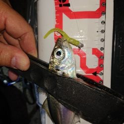 ジグ単は、楽しい