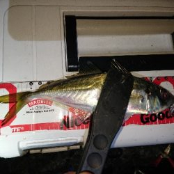 年内さいごのアジングかなぁ