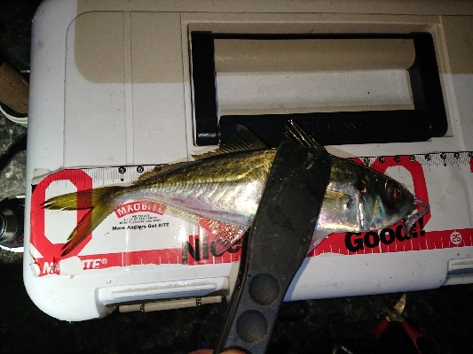 年内さいごのアジングかなぁ