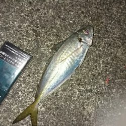 ショアジギ不発もカレイに良型アジGET