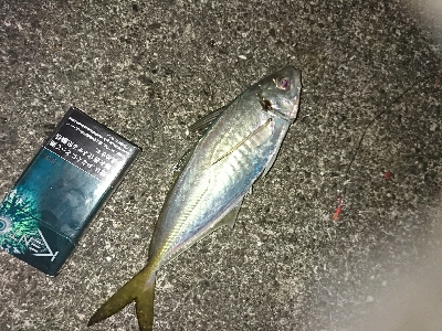 ショアジギ不発もカレイに良型アジGET