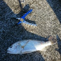 ショアジギは終盤、投げに期待大！