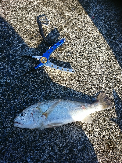 ショアジギは終盤、投げに期待大！