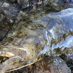 ヒラメ新記録の65㎝ゲット！！最高です！！