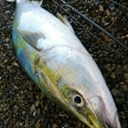 朝マズメにヒラスズキ3本&ヤズ釣果❗❗