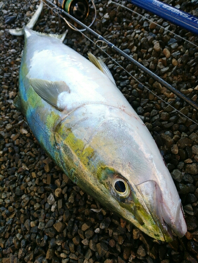 朝マズメにヒラスズキ3本&ヤズ釣果❗❗