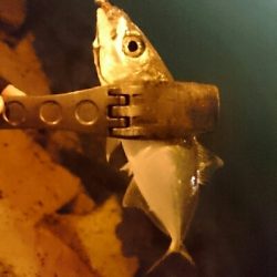 短時間アジング