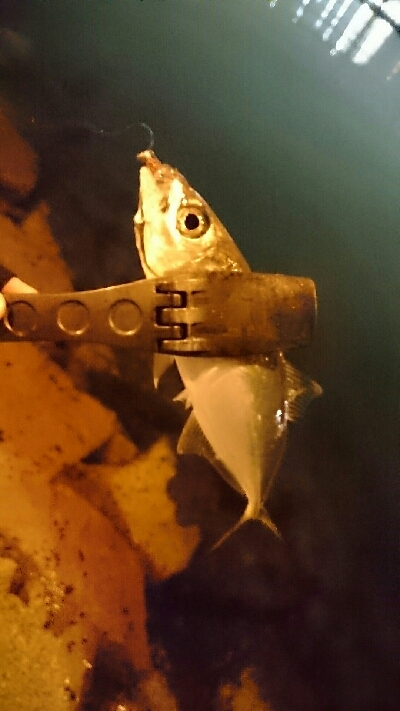 短時間アジング