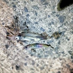 ランガンメバリング