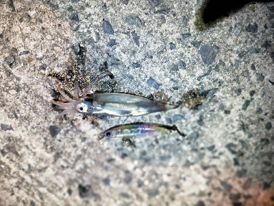 ランガンメバリング