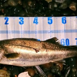 ハタハタを喰うランカーシーバス。