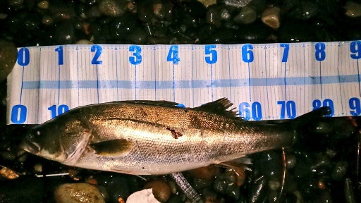 ハタハタを喰うランカーシーバス。