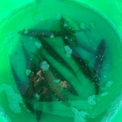 太刀魚リベンジ❗️