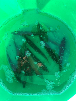 太刀魚リベンジ❗️