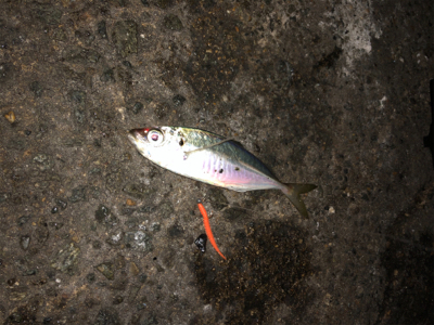 フロートゲーム