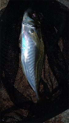 デイからアジング