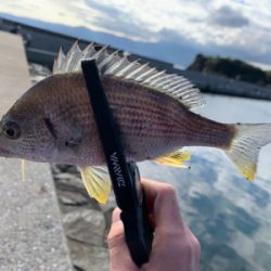 デイフィッシング