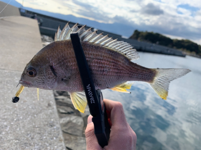 デイフィッシング