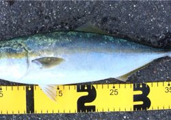 初心者の陸っぱりライトキャスティングゲーム