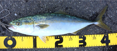 初心者の陸っぱりライトキャスティングゲーム…