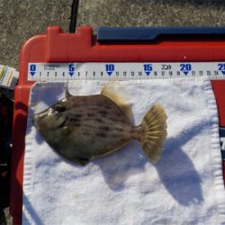 ハゲandハゼラッシュ