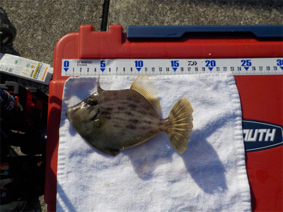 ハゲandハゼラッシュ