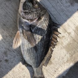 エビ撒きでスズキゲット!