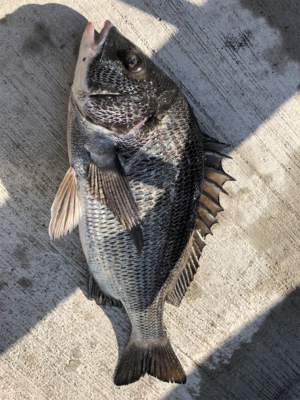 エビ撒きでスズキゲット!