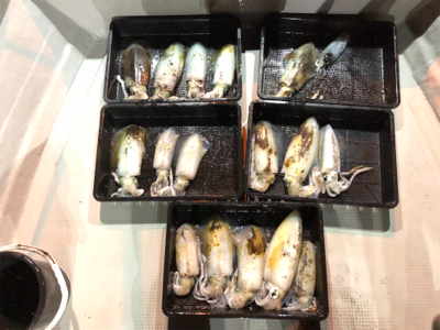 大阪湾オーシャンズのテップラン4時間便